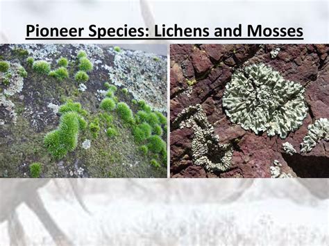 how are lichens similar to the pioneer species